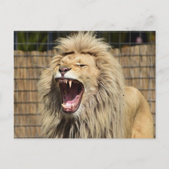 Lejon Vykort (Framsida)