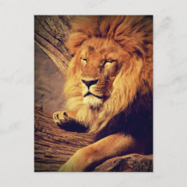 Lejon Wildlife-Afrika Vykort
