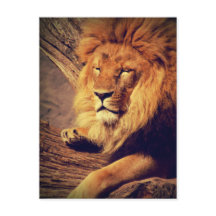 Lejon Wildlife-Afrika