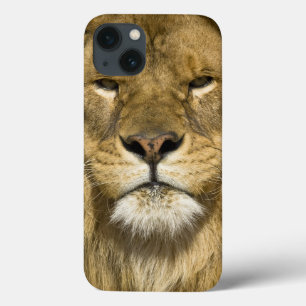 Lejona afrikanska Barbary, Panthera leo leo, en av