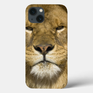 Lejona afrikanska Barbary, Panthera leo leo, en av