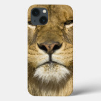 Lejona afrikanska Barbary, Panthera leo leo, en av