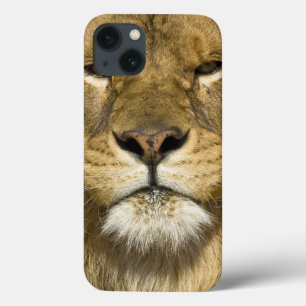 Lejona afrikanska Barbary, Panthera leo leo, en av