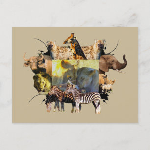 Lejona afrikanska Wildlife Ram-festen Vykort