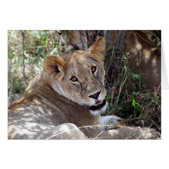lejona ansikte hälsningskort (Framsidan Horizontal)