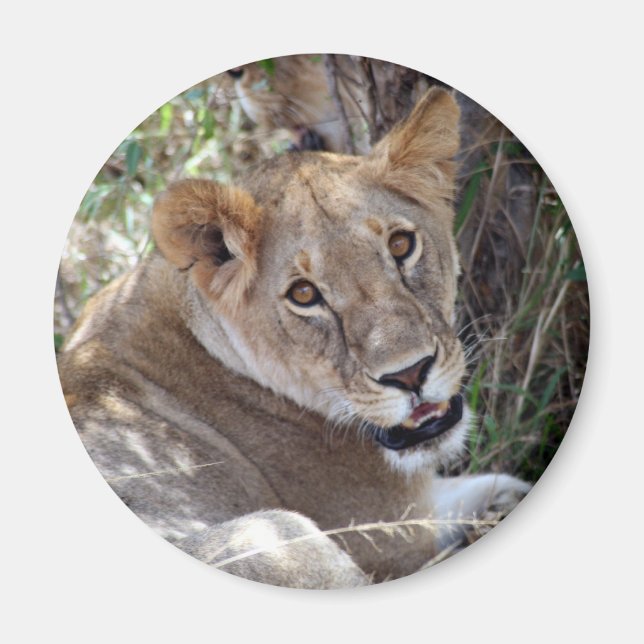 lejona ansikte magnet (Framsidan)