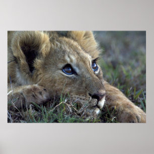 Lejona Baby Poster
