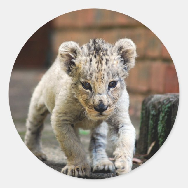 lejona baby runt klistermärke (Framsida)