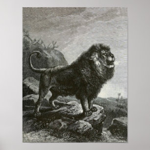 Lejona Barbary Poster