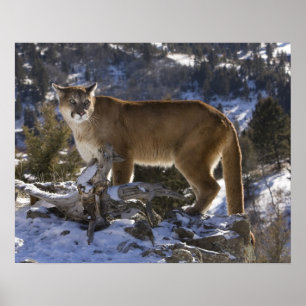 Lejona bergsområden, även kallat puma, kumarer; Pu Poster