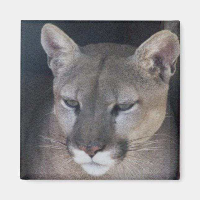 lejona bergsområden magnet (Framsidan)