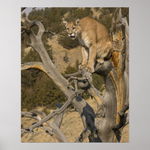 Lejona bergsregioner, även kallat puma, kumarer; P Poster