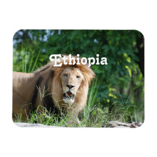 Lejona Etiopien Magnet