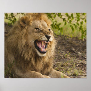 Lejona fällor (Panthera leo), Okavango Poster