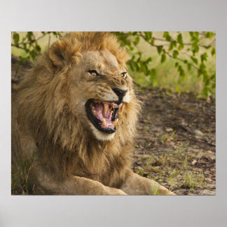 Lejona fällor (Panthera leo), Okavango Poster
