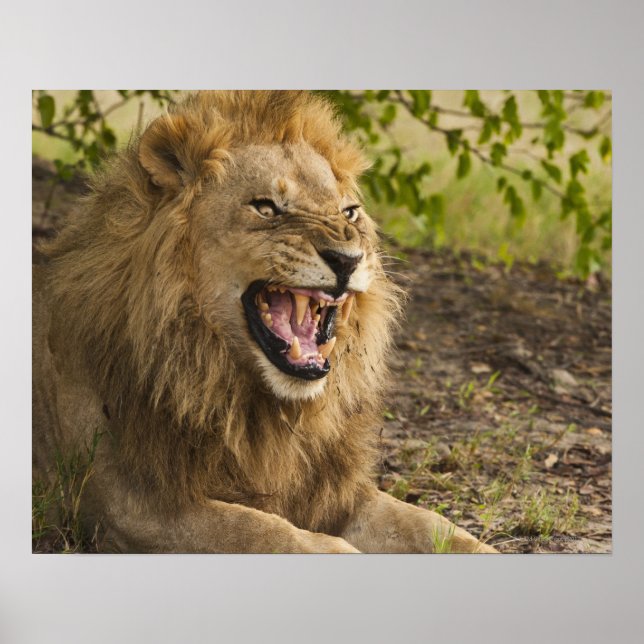 Lejona fällor (Panthera leo), Okavango Poster (Framsidan)