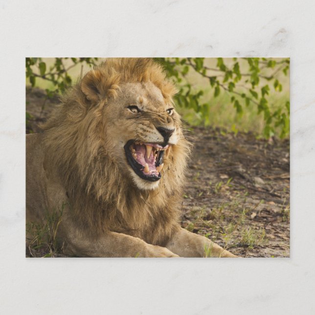 Lejona fällor (Panthera leo), Okavango Vykort (Framsida)