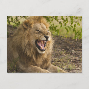 Lejona fällor (Panthera leo), Okavango Vykort