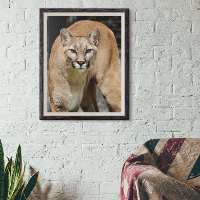 Lejona fotoberg i Färg och Cumar Black White Poster (Skapare uppladdad)