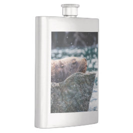 Lejona havet i rekreationsbukten, Alaska Fickplunta