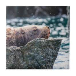 Lejona havet i rekreationsbukten, Alaska Kakelplatta