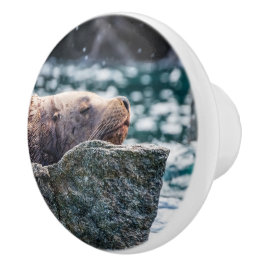 Lejona havet i rekreationsbukten, Alaska Knopp