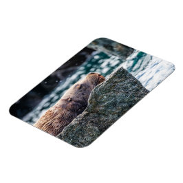 Lejona havet i rekreationsbukten, Alaska Magnet