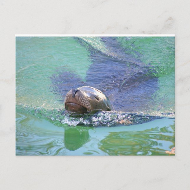 Lejona havet. I Simman Sak! Vykort (Framsida)