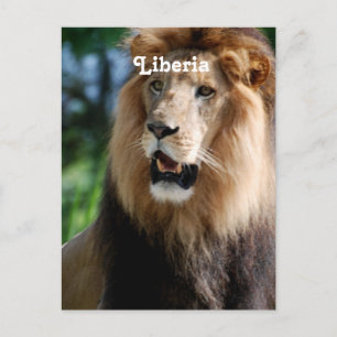 Lejona i Liberia Vykort
