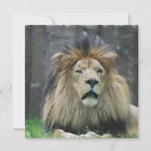 Lejona inbjudningar (Framsida)