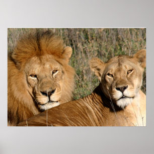 Lejona Kärlek Poster