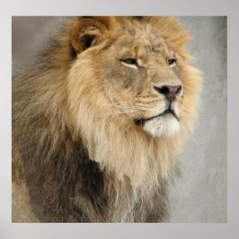 Lejona Kung i Jungle Poster