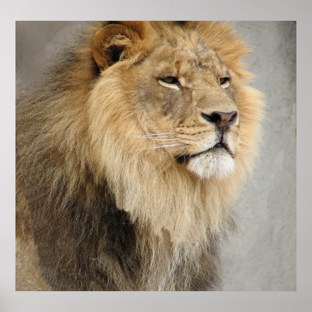 Lejona Kung i Jungle Poster (Framsidan)