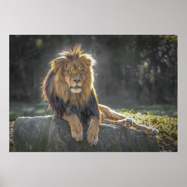 Lejona Kung i Jungle Poster (Framsidan)