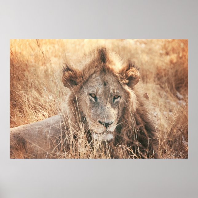 Lejona KUNG Poster (Framsidan)