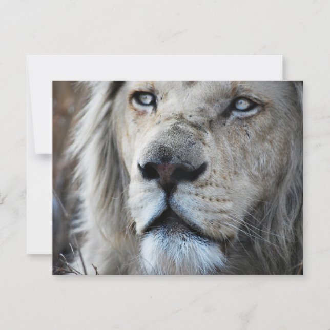 Lejona lyssnar på min Afrika för hjärtslag (Framsida)