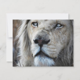 Lejona lyssnar på min Afrika för hjärtslag