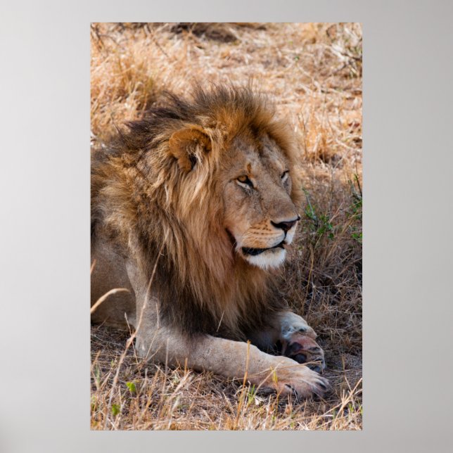 Lejona Maasai Mara National Reserve, Kenya Poster (Framsidan)