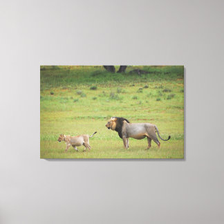 lejona män med unge, Panthera leo, Kgalagadi Canvastryck