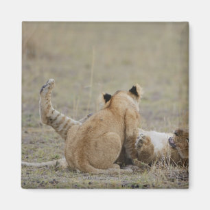 Lejona (Panthera leo) ungar som leker i gräs, Magnet