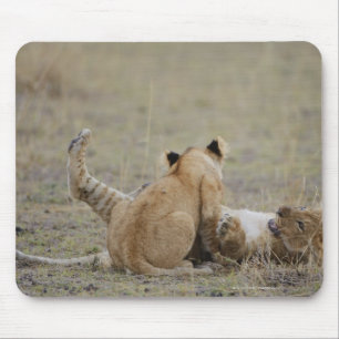 Lejona (Panthera leo) ungar som leker i gräs, Musmatta