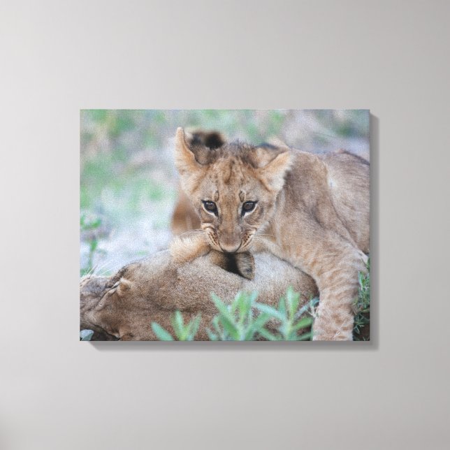 Lejona (Panthera leo) unge-bitande öra av mammor, Canvastryck (Framsida)