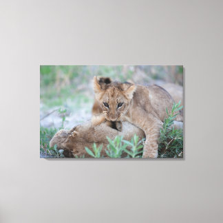 Lejona (Panthera leo) unge-bitande öra av mammor, Canvastryck