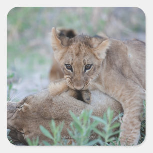 Lejona (Panthera leo) unge-bitande öra av mammor, Fyrkantigt Klistermärke
