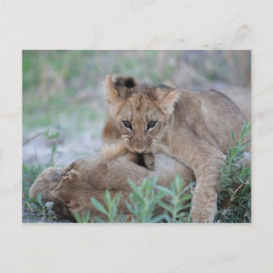 Lejona (Panthera leo) unge-bitande öra av mammor, Vykort