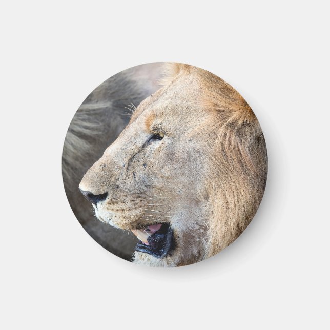 Lejona Porträtt Magnet (Framsidan)