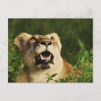 Lejona safari hälsning-vykort 