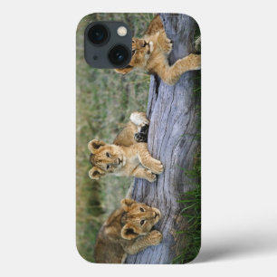 Lejona ungar loggar på, pantheraen leo, masaien