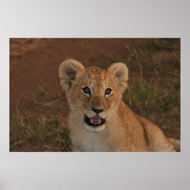 Lejona unge i Masai Mara Poster (Framsidan)