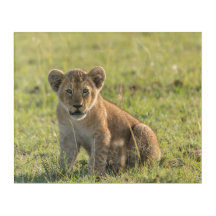 Lejona Unge i Vild African Setting